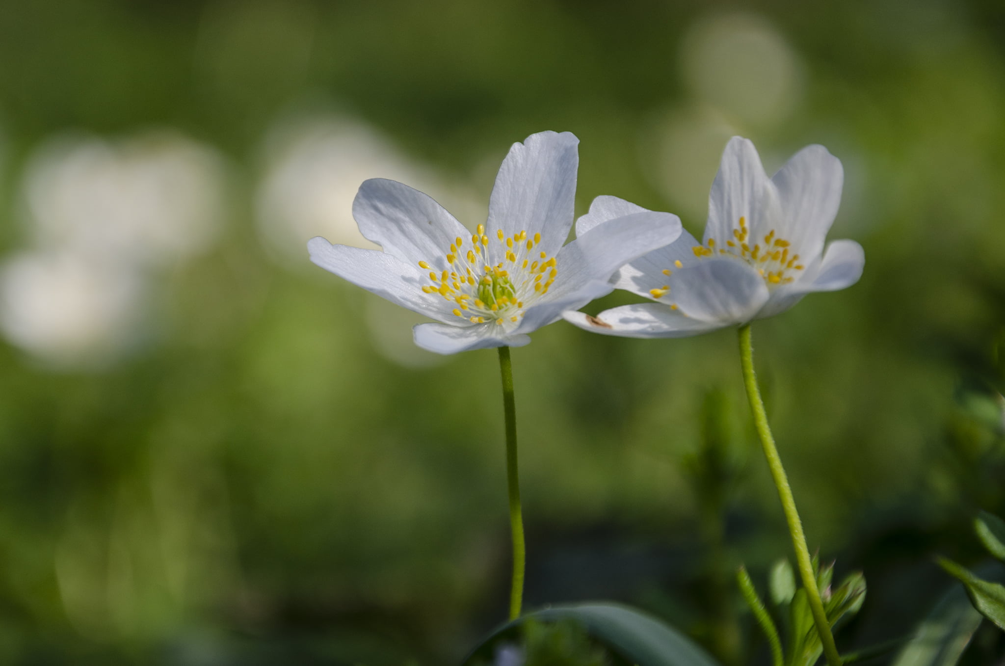 Berki szellőrózsa (Anemone nemorosa)