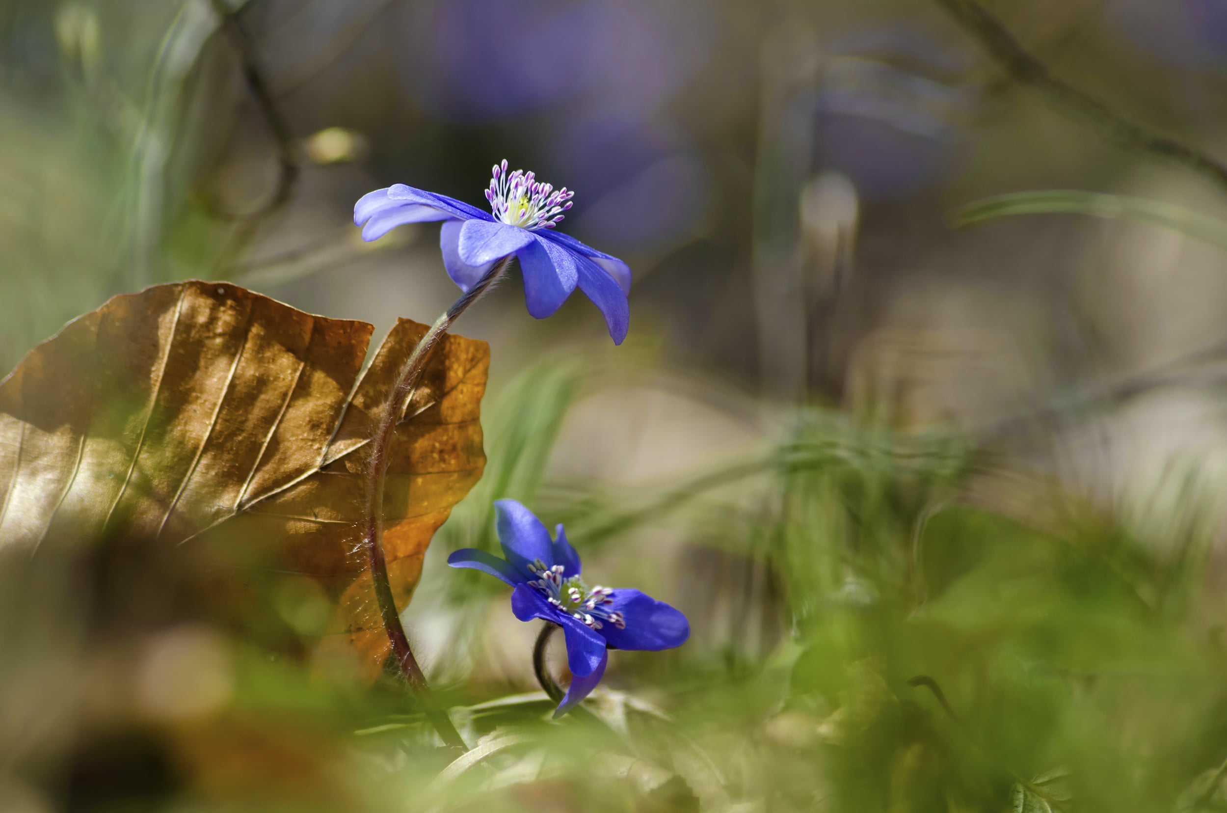 2020 vadvirága: májvirág (Hepatica nobilis)